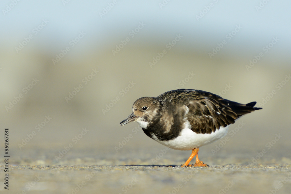 Turnstone (Arenaria interpres) walking on stone. Turnstone (Arenaria interpres) walking on stone.
