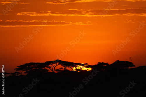 Acacia trees at the African savanna with sunrise  Serengeti national park  Tanzania.