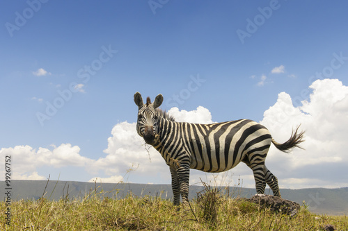 Plains Zebra (Equus quagga) from below with blue sky behind, Ngorongoro crater, Tanzania. © andreanita