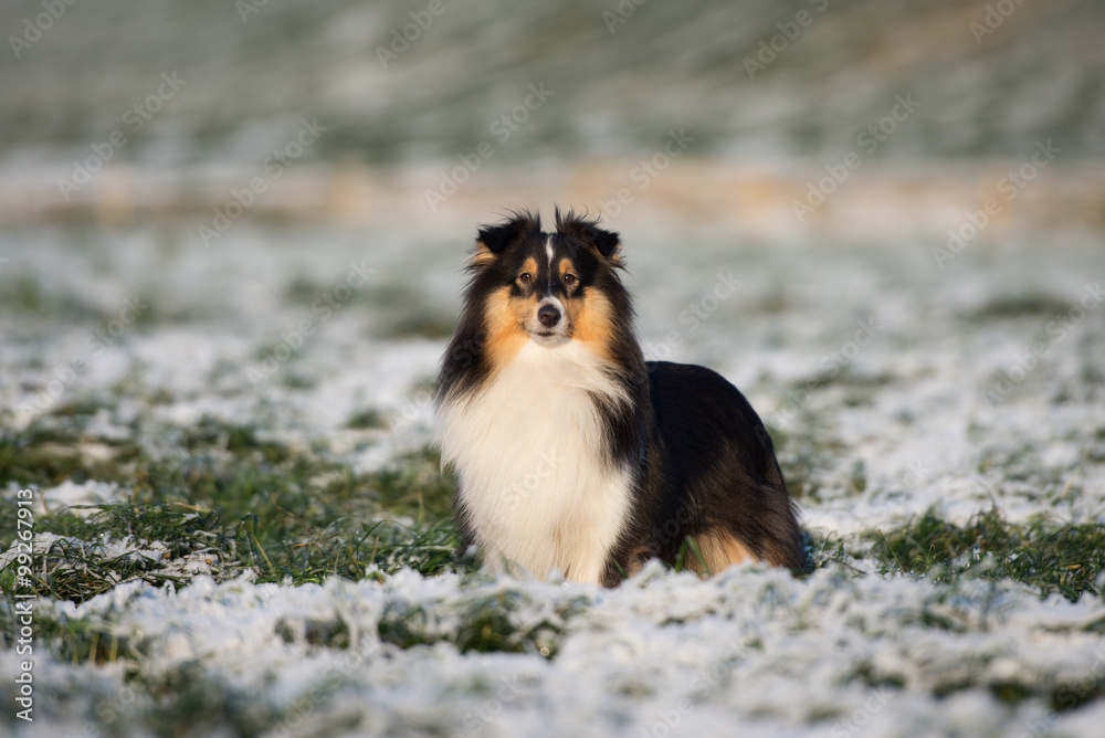 sheltie dog winter portrait