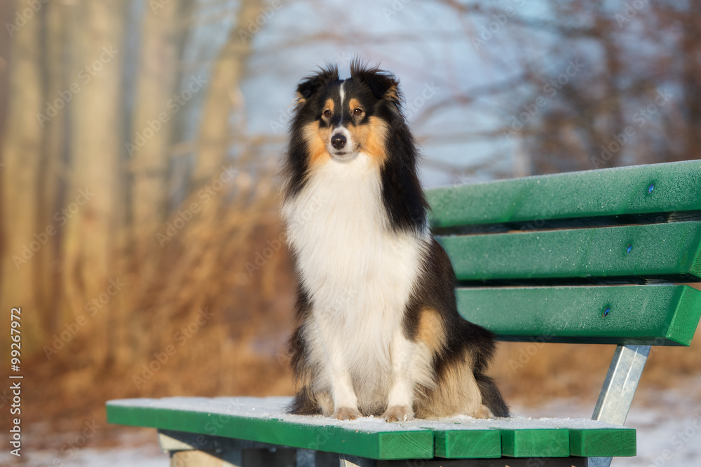 sheltie dog sitting on a bench