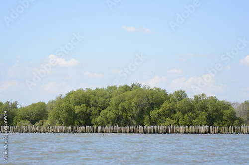 mangrove forest at coast