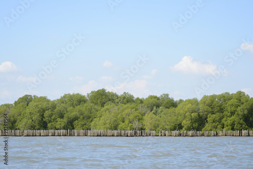 blue sky and mangrove forest at coast