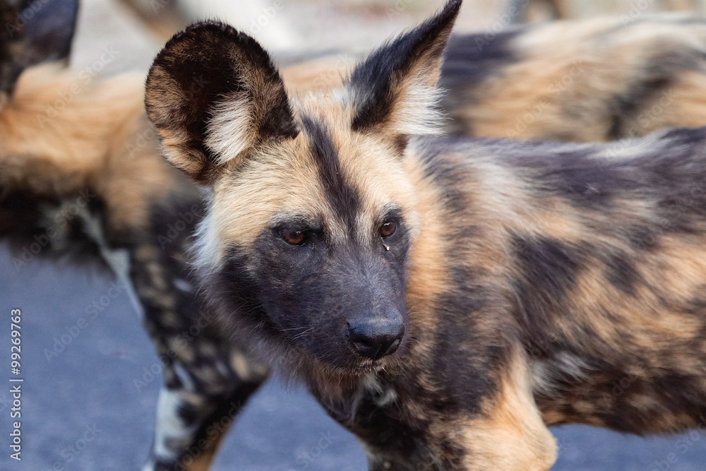 wild dog close-up kruger wild dog close-up kruger