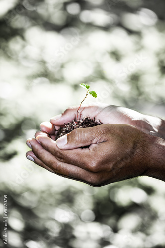 Jungpflanze in den Händen