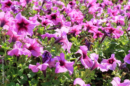 Close-up flowers of pink petunias