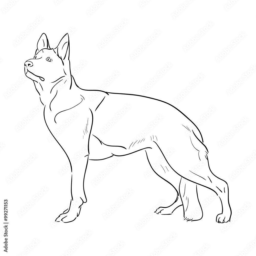Hand drawn German Shepherd dog. Sketch vector illustration