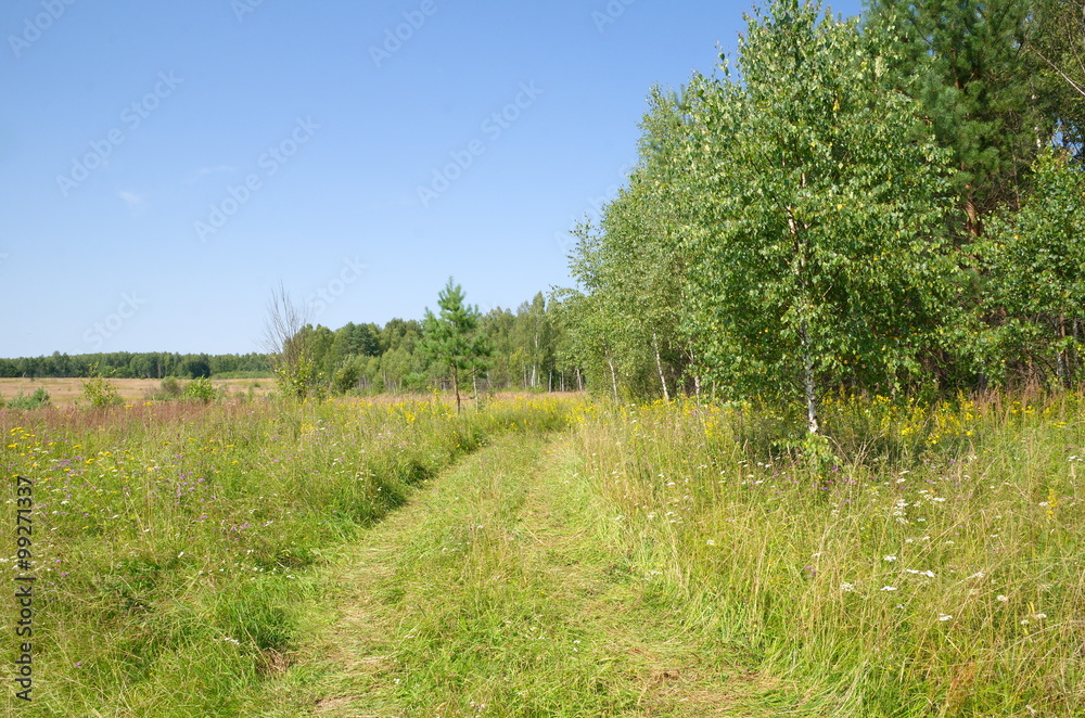Summer landscape at the beginning of August