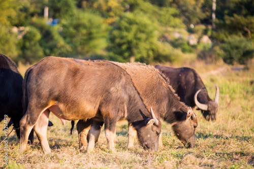Fototapeta Naklejka Na Ścianę i Meble -  Thai buffalo is grazing in a field