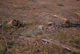Landscape of tree stumps in harvested pine forest, brown red dirt