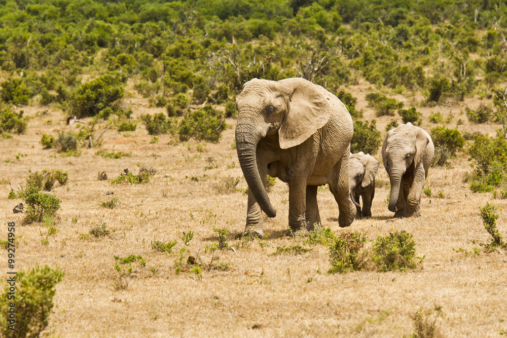 African elephants moving through short vegetation Stock Photo | Adobe Stock