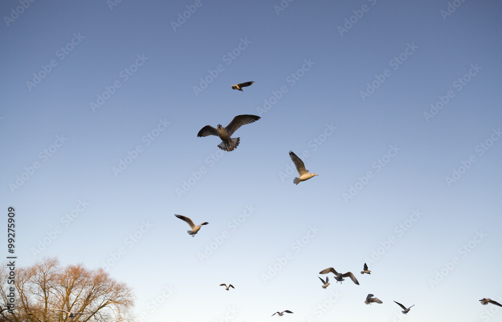 Fototapeta premium Seagulls Flying Away