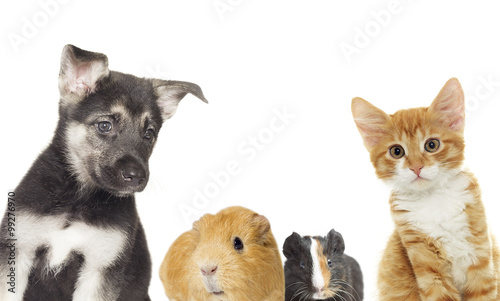 Fototapeta Naklejka Na Ścianę i Meble -  dog and kitten together