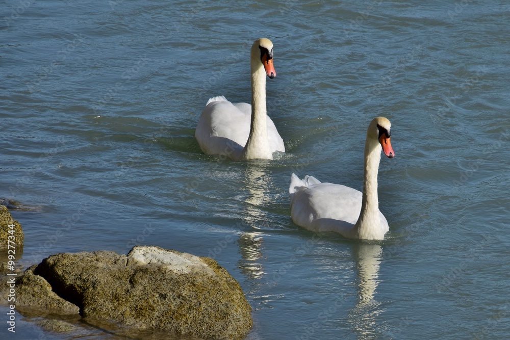 Obraz premium Zwei weiße Schwäne auf der Donau bei Passau