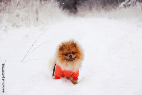 Pomeranian dog in snow. Winter dog. Dog in snow. Spitz in winter forest.  © Agnes