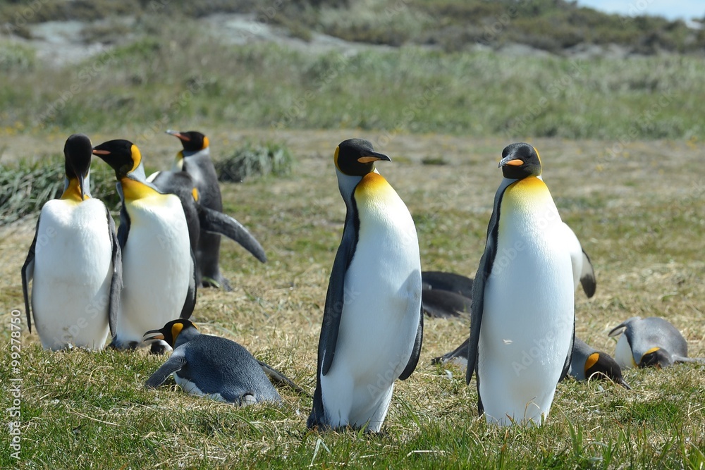 Fototapeta premium King penguins on the Bay of Inutil.