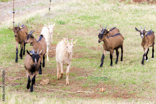 herd of goats, Aveyron, Midi Pyrenees, France © Richard Semik
