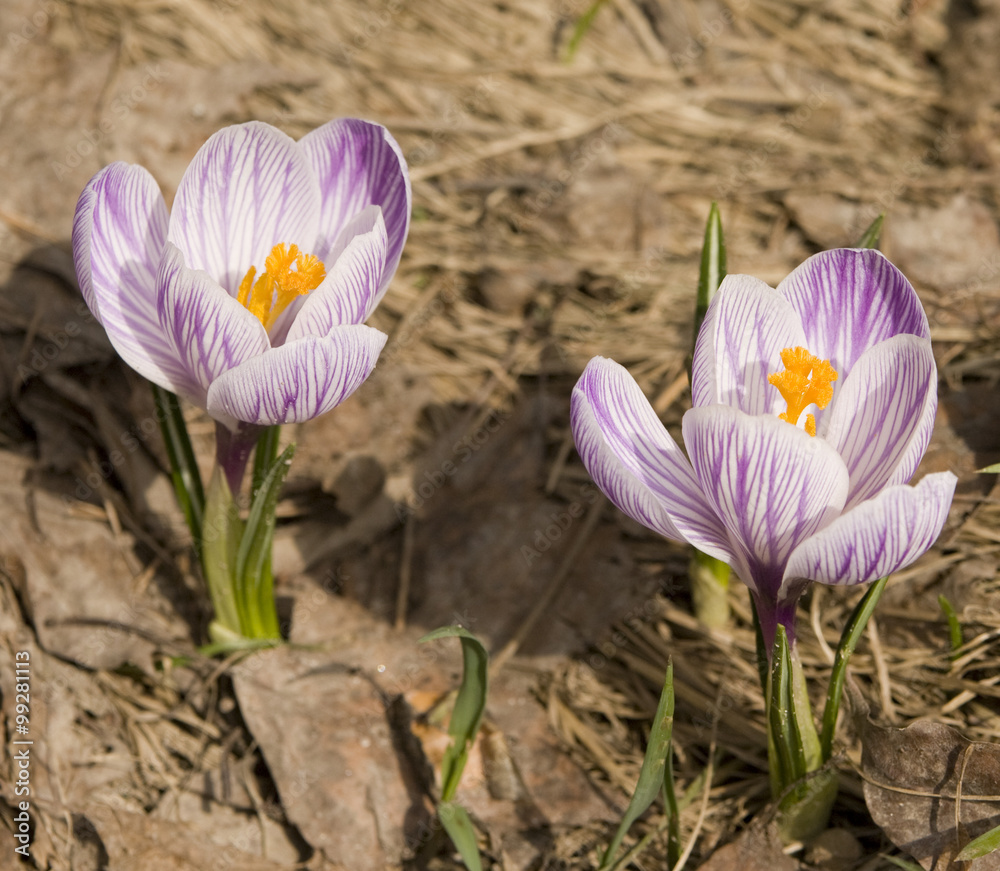 Naklejka premium Two white crocuses