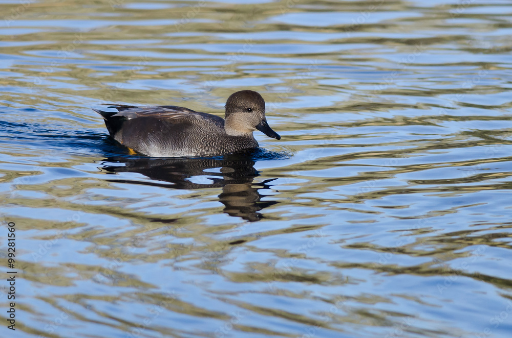 Fototapeta premium Lone Gadwall Swimming on the Blue Water