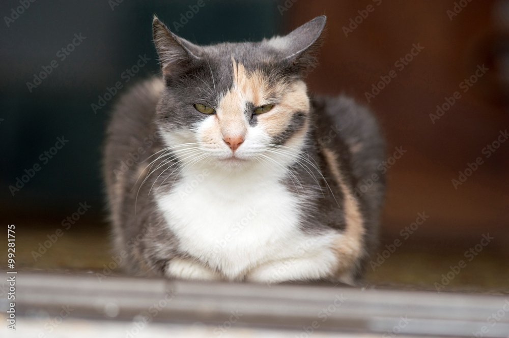 Calico cat