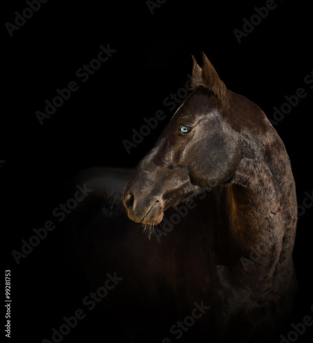 Portrait of brown horse with the blue eye on the black backgroun