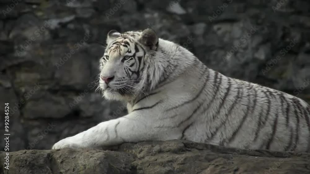 A young bengal tiger male, lying and looking back. The most beautiful animal and very dangerous beast of the world. Animal portrait of a white tiger. A young bengal tiger male, lying and looking back. The most beautiful animal and very dangerous beast of the world. Animal portrait of a white tiger.