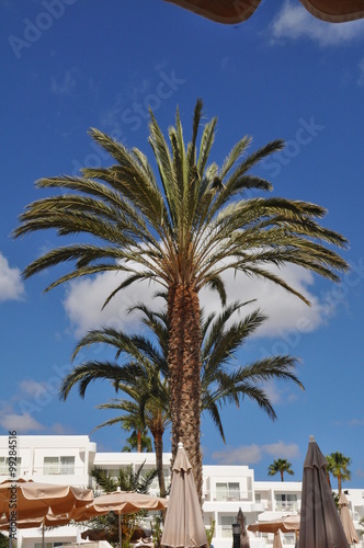 Palme auf Lanzarote © Karsten Thiele
