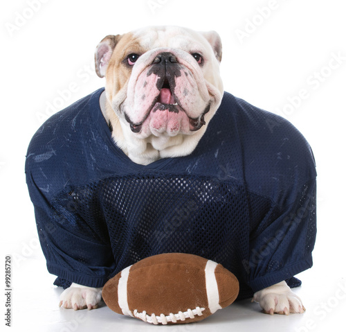 dog dressed like football player