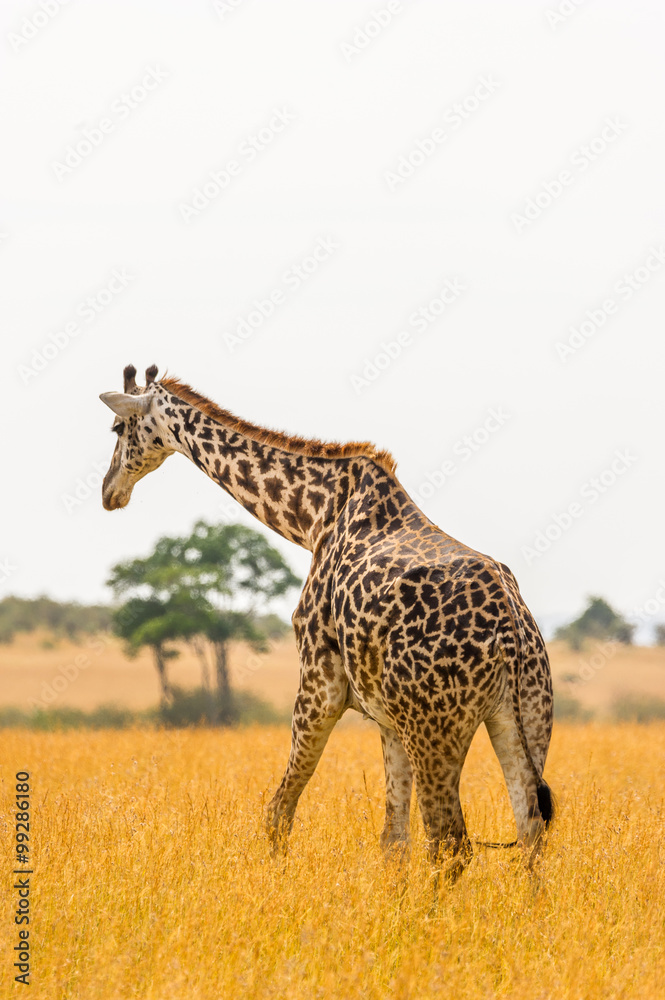 Fototapeta premium Giraffe von hinten