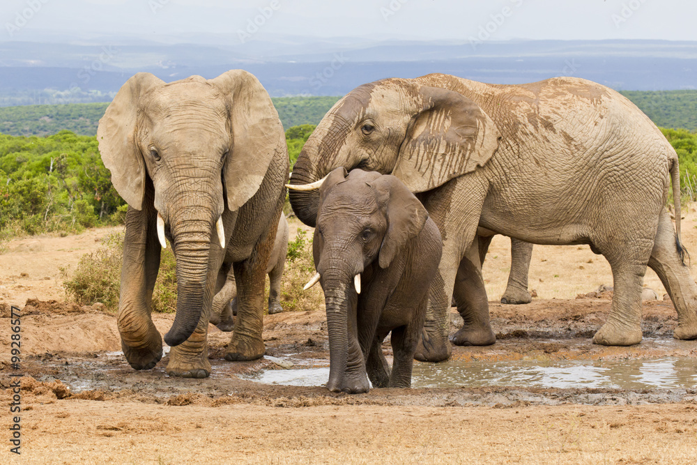 Fototapeta premium Family of elephants at a waterhole