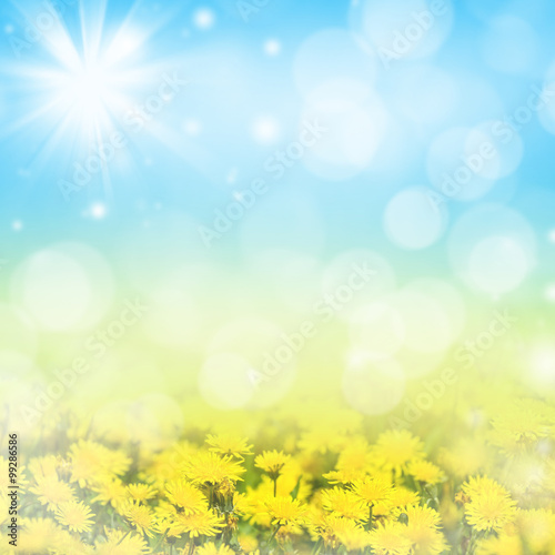 Natural Spring bright background with blooming dandelions
