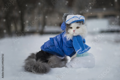 Fototapeta Naklejka Na Ścianę i Meble -  cat playing in the snow frosty day