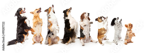 Photography Row of dogs sitting up to side begging