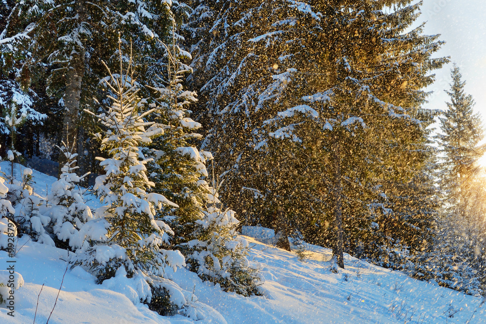 Fototapeta premium Beautiful landscape winter snowy forest.