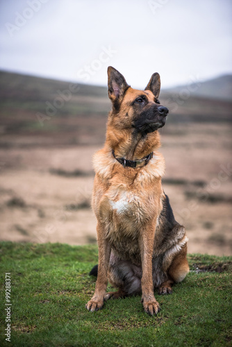 Fototapeta Naklejka Na Ścianę i Meble -  alsatian pure bread dog sitting on grass