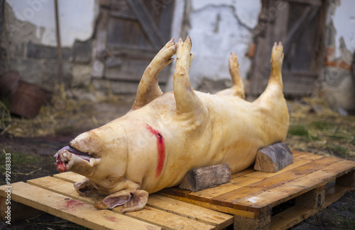 portrait of a pig slaughter photo