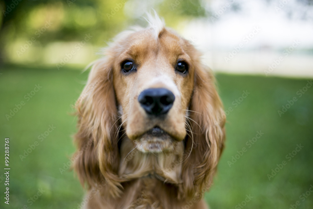 Beautiful red spaniel on the green grass