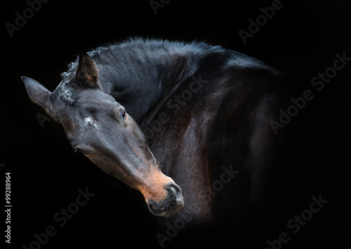 Portrait of brown horse on the black background