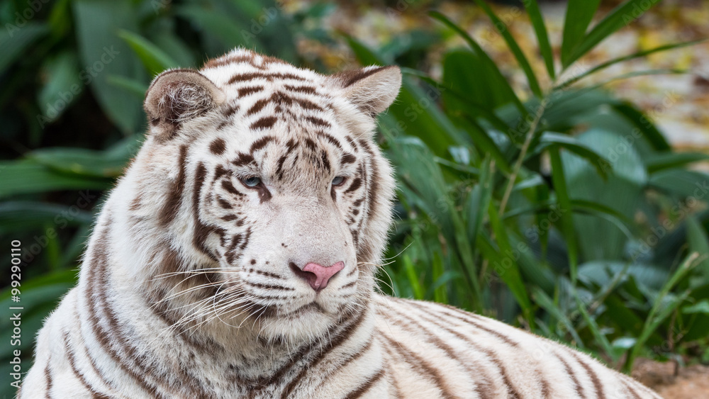A magnificent white bengal tiger with blue eyes and a pink nose is lying down and staring at something.
A magnificent white bengal tiger with blue eyes and a pink nose is lying down and staring at something.