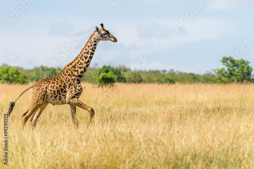 Rennende Giraffe
