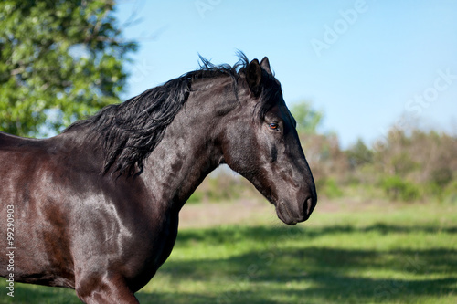 The black horse runs trot against a blurred background of green field. Close-up portrait.