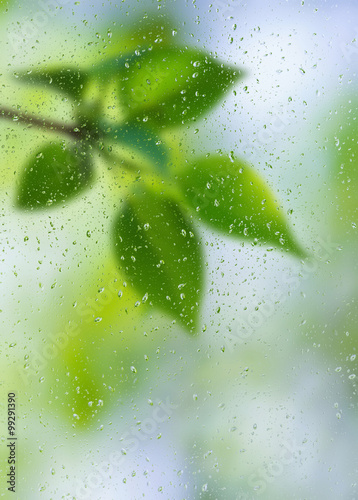 blur leaves through transparent rainy window photo