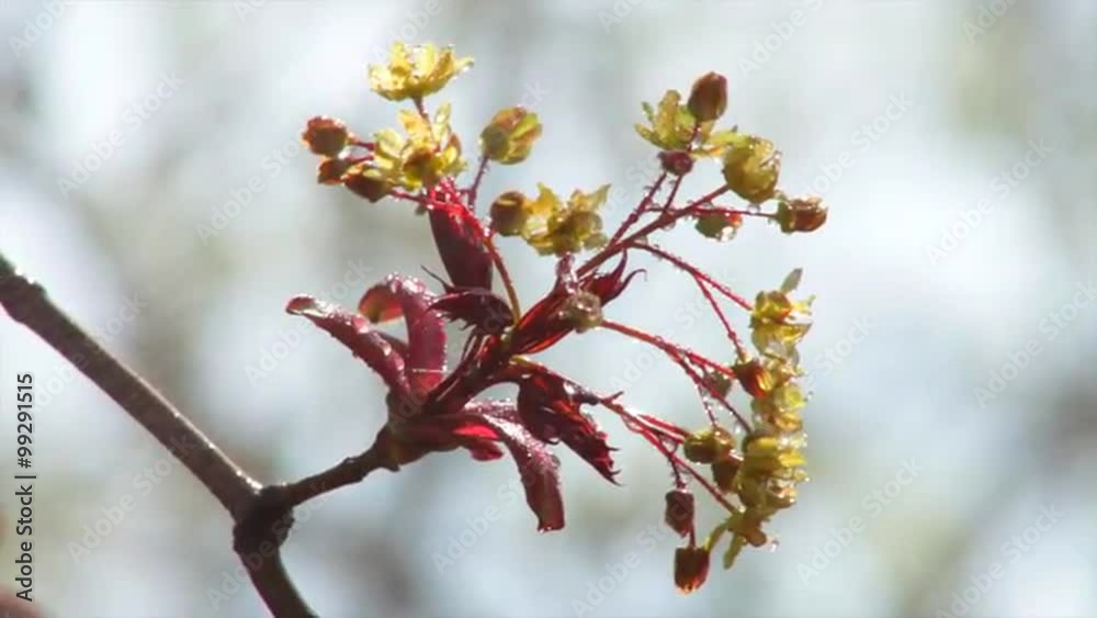 A sunlit maple blossom truss with tiny red new leaves, shaking in the spring light rain. Revival of the nature after long and cold winter. Cheering spirit in the beautiful and meditative footage. A sunlit maple blossom truss with tiny red new leaves, shaking in the spring light rain. Revival of the nature after long and cold winter. Cheering spirit in the beautiful and meditative footage.