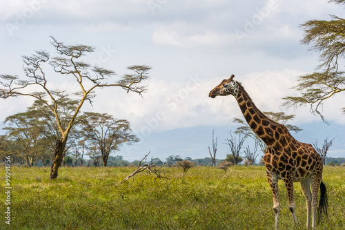 Giraffen in der Landschaft mit Bäumen