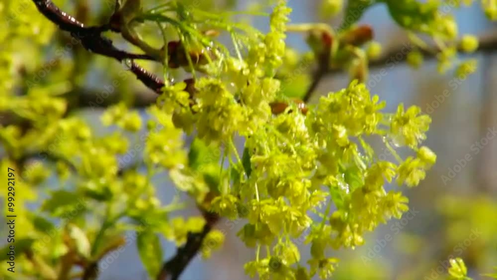 Wet sunlit maple trusses with tiny new leaves, canted in the water spray on blur background. Revival of the nature after long and cold winter. Cheering spirit in the beautiful and meditative footage. Wet sunlit maple trusses with tiny new leaves, canted in the water spray on blur background. Revival of the nature after long and cold winter. Cheering spirit in the beautiful and meditative footage.