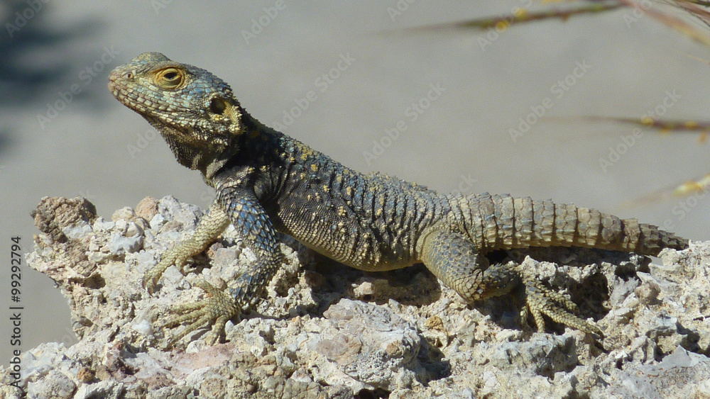 Naklejka premium Hardun isolated on stone with blurred background
