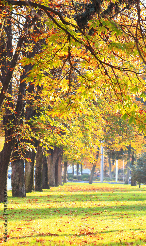 Alley in the bright autumn park