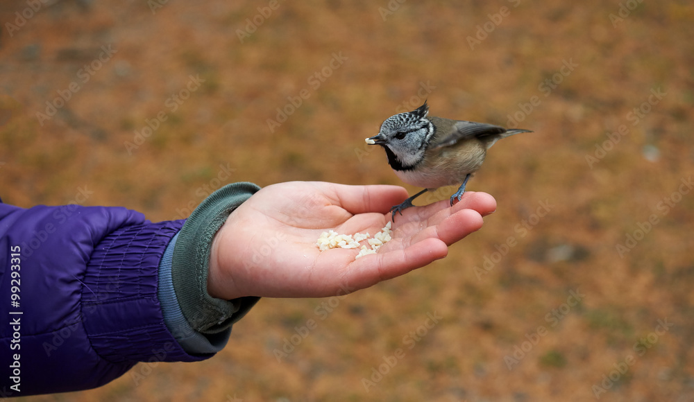 Fototapeta premium Confident crested tit eating from hand