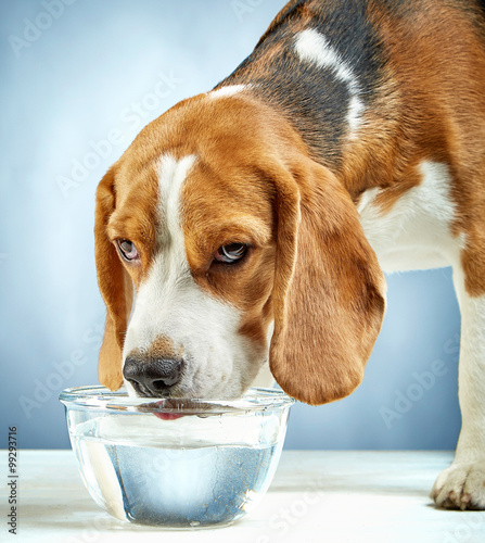 Beagle dog drinks water