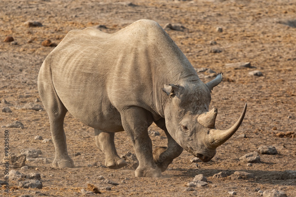 Fototapeta premium white rhino at etosha